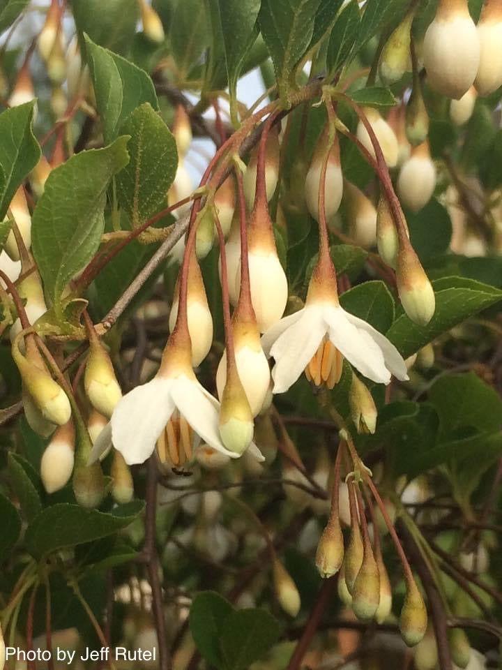 Styrax Japonicus 'fragrant Fountain' - View 27 from www redcrocus com