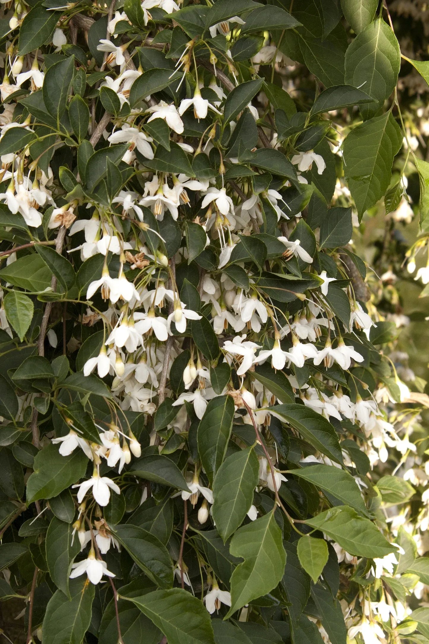 Styrax Japonicus 'fragrant Fountain' - View 28 from www redcrocus com