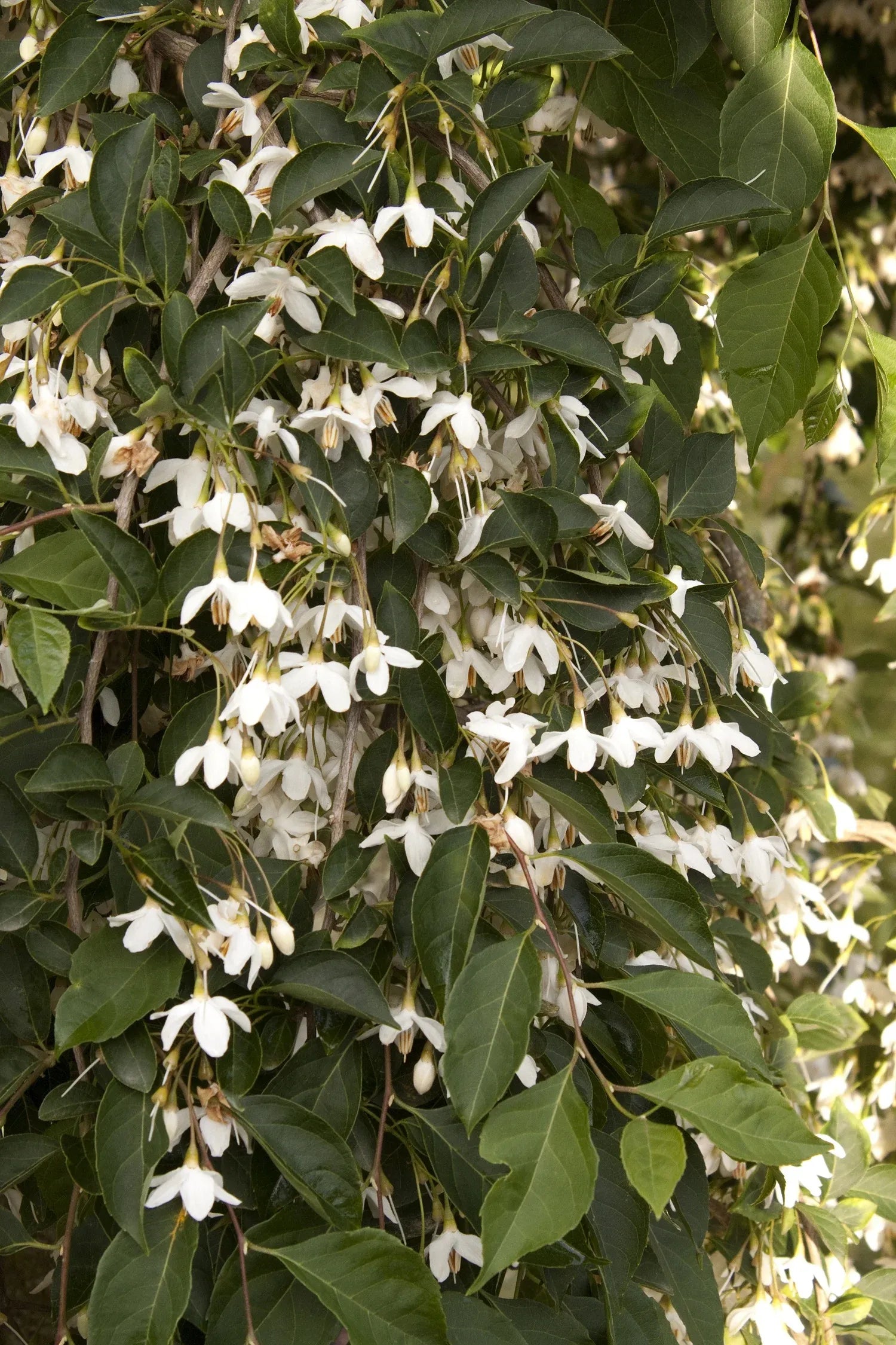 Styrax Japonicus 'fragrant Fountain' - View 28 from www redcrocus com