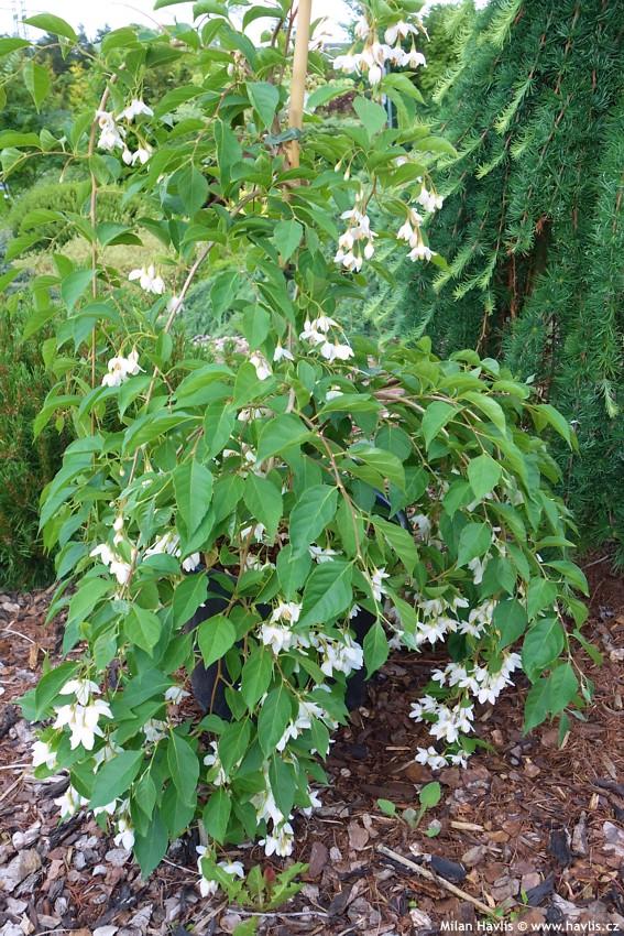 Styrax Japonicus 'fragrant Fountain' - View 29 from www redcrocus com