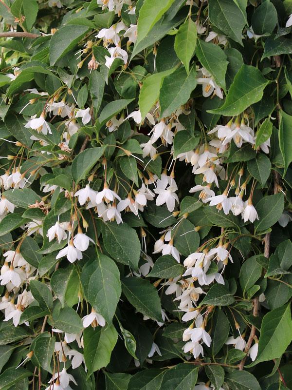 Styrax Japonicus 'fragrant Fountain' - View 30 from www redcrocus com