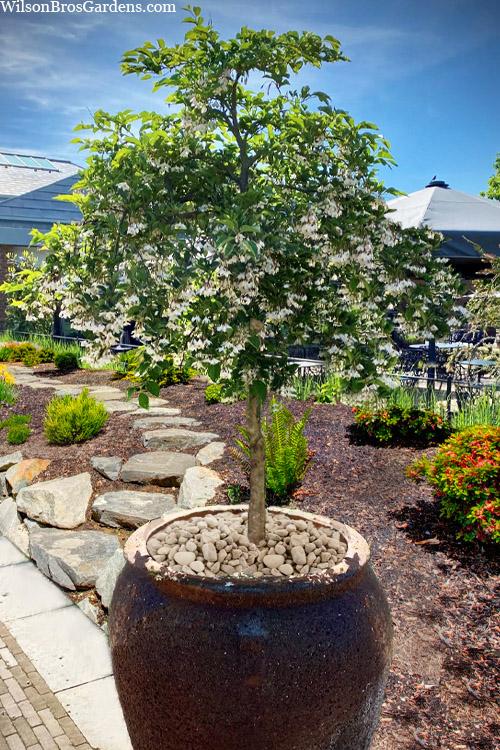 Styrax Japonicus 'fragrant Fountain' - View 4 from www redcrocus com
