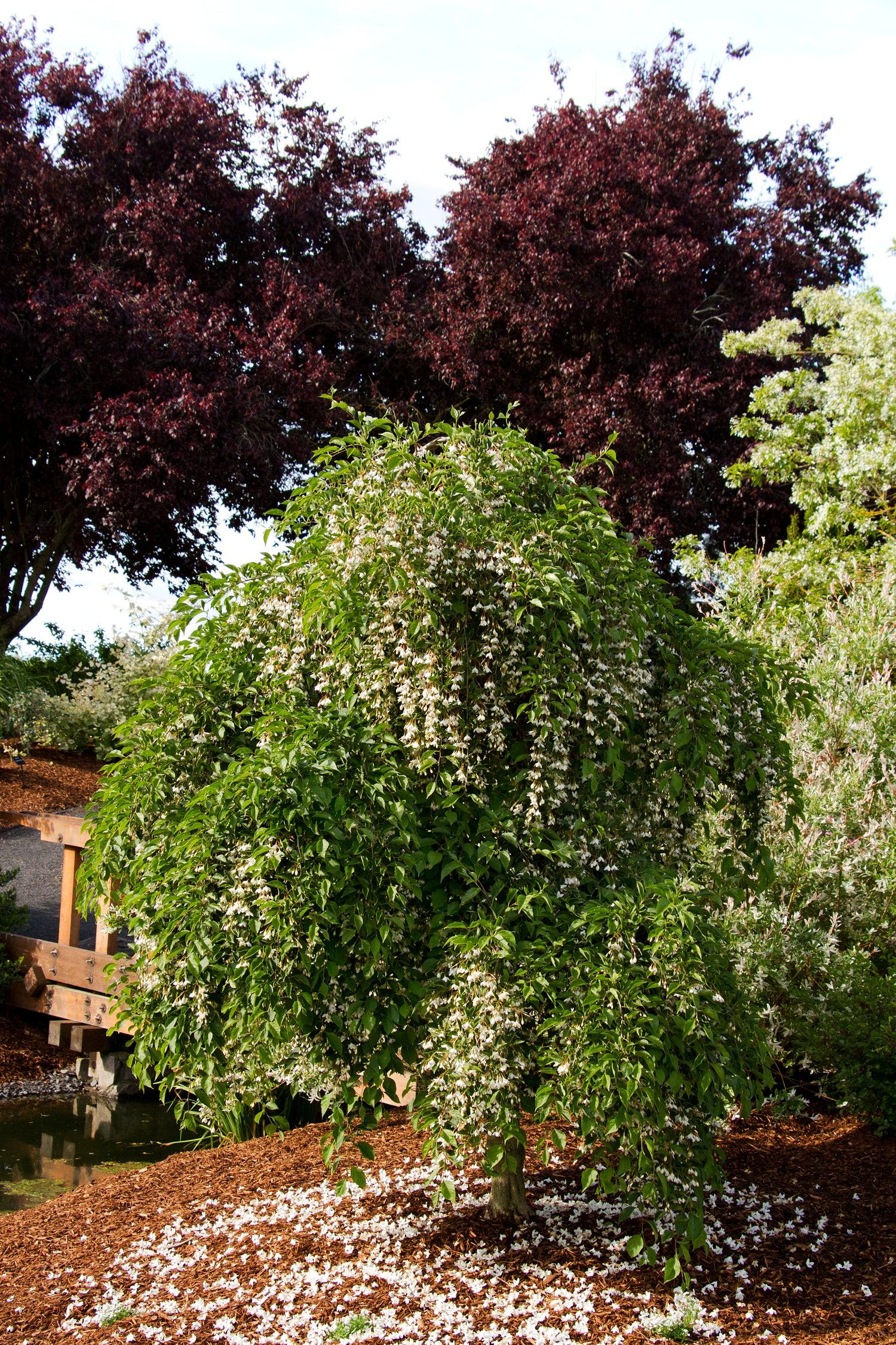Styrax Japonicus 'fragrant Fountain' - View 7 from www redcrocus com