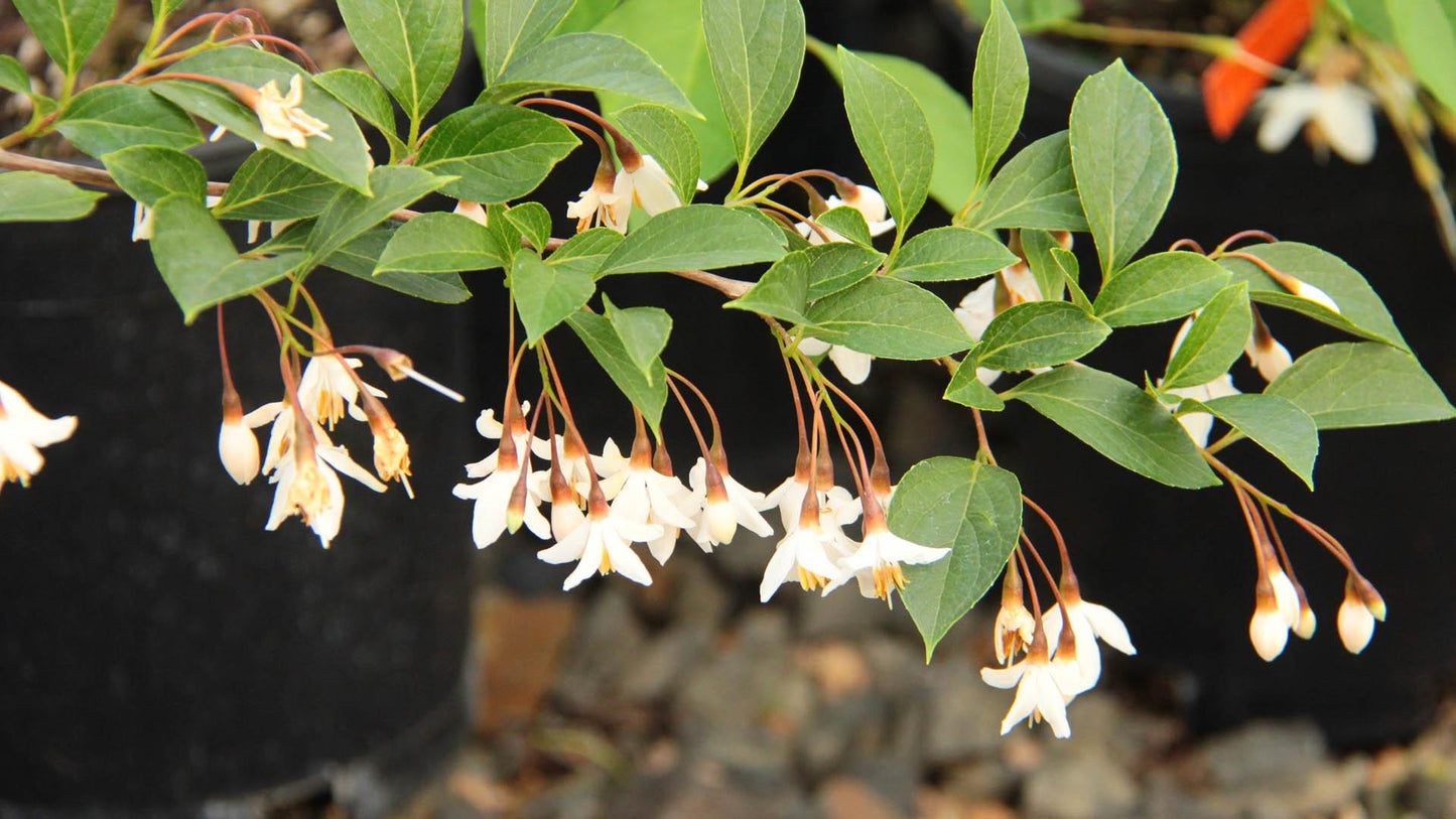 Styrax Japonicus 'fragrant Fountain' - View 8 from www redcrocus com