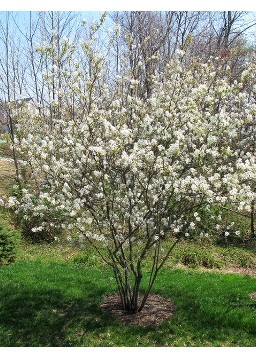 Amelanchier Laevis Single Stem - View 10 from www redcrocus com