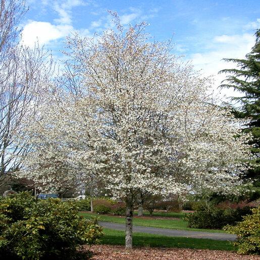 Amelanchier Laevis Single Stem - View 11 from www redcrocus com