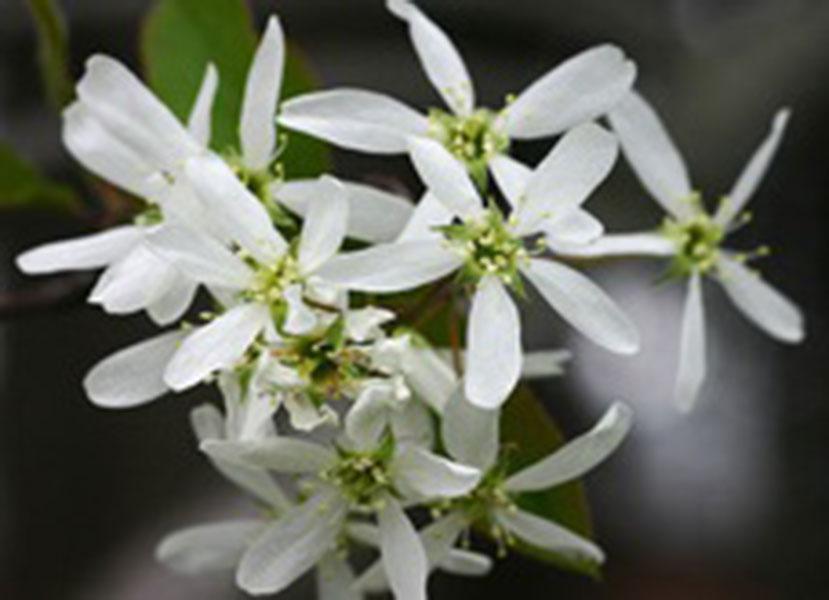Amelanchier Laevis Single Stem - View 12 from www redcrocus com