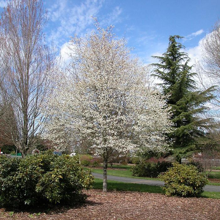 Amelanchier Laevis Single Stem - View 13 from www redcrocus com