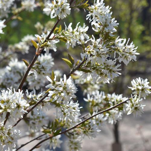 Amelanchier Laevis Single Stem - View 15 from www redcrocus com