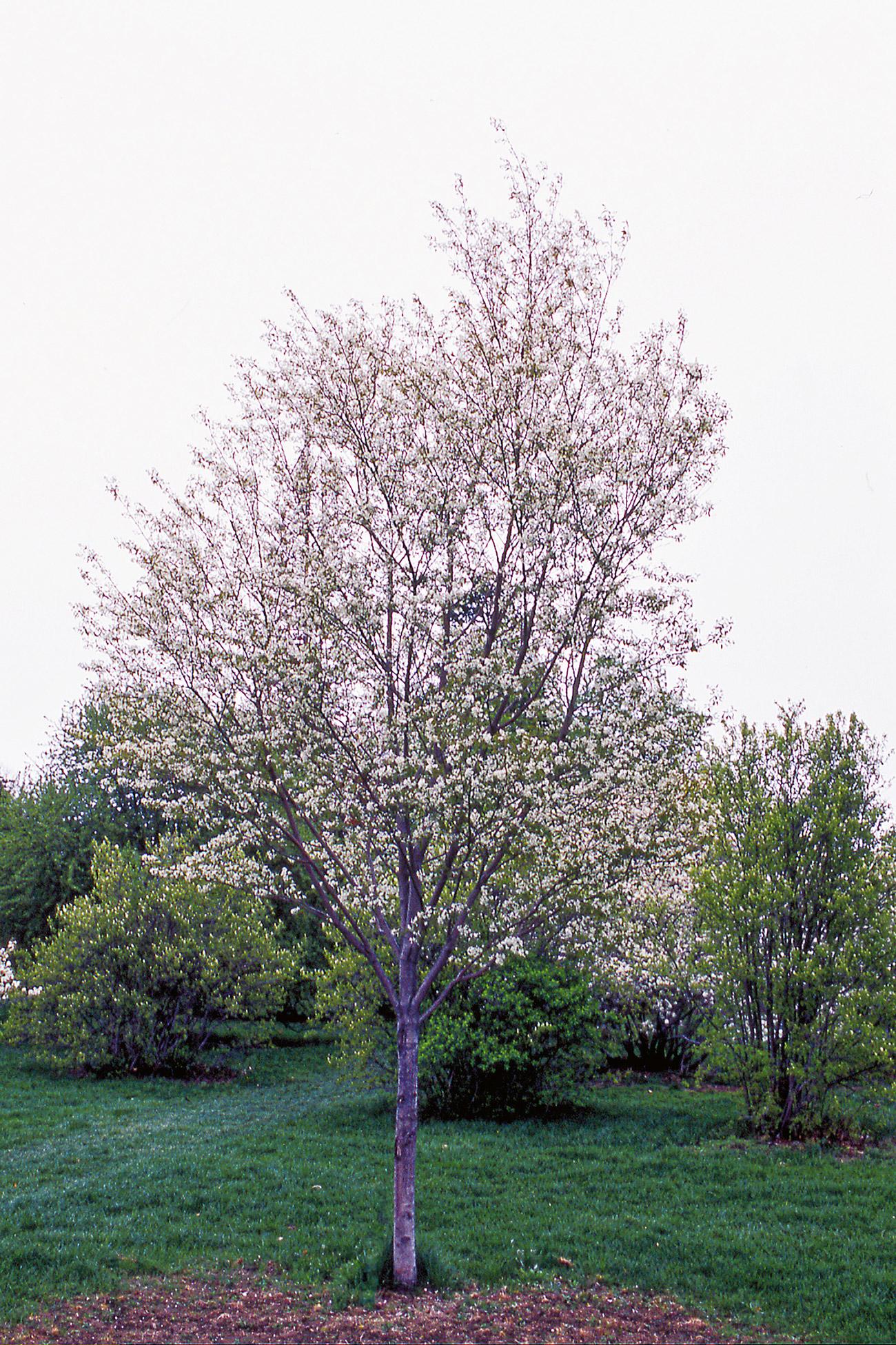 Amelanchier Laevis Single Stem - View 16 from www redcrocus com