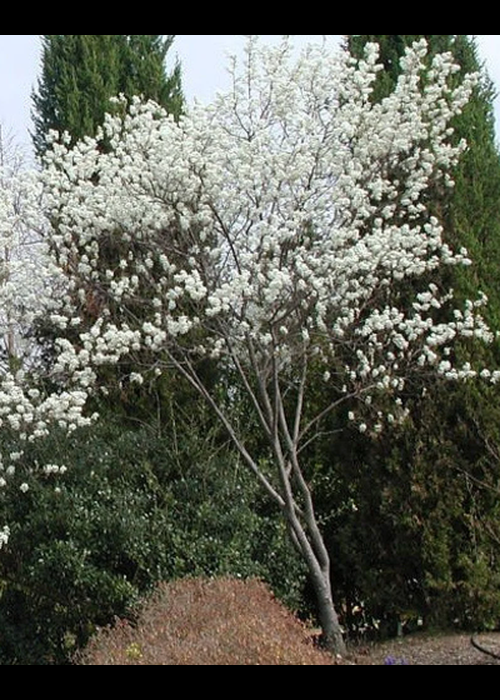 Amelanchier Laevis Single Stem - View 16 from www redcrocus com