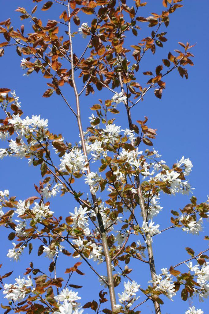 Amelanchier Laevis Single Stem - View 18 from www redcrocus com