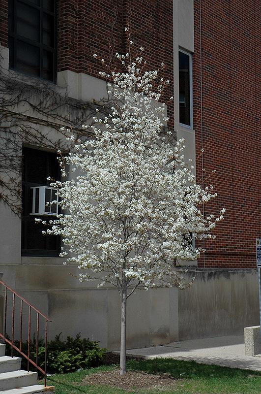 Amelanchier Laevis Single Stem - View 1 from www redcrocus com