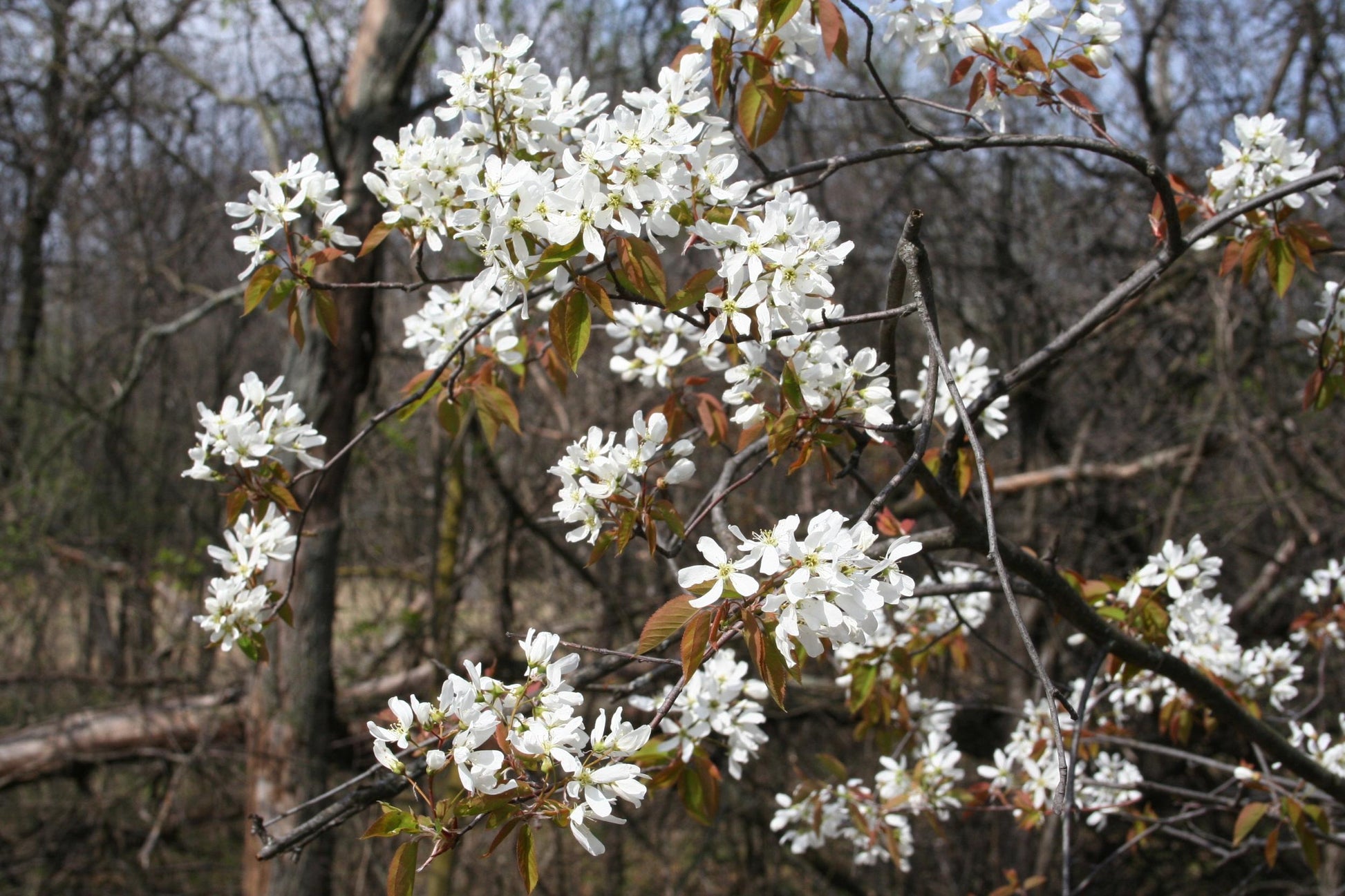 Amelanchier Laevis Single Stem - View 2 from www redcrocus com