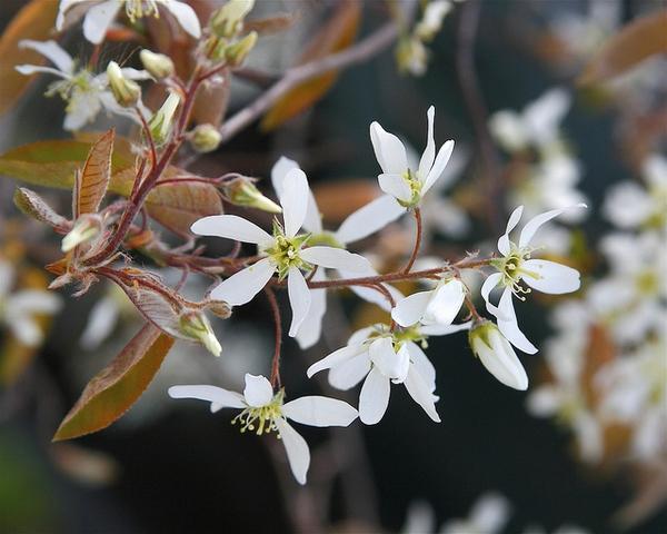 Amelanchier Laevis Single Stem - View 3 from www redcrocus com