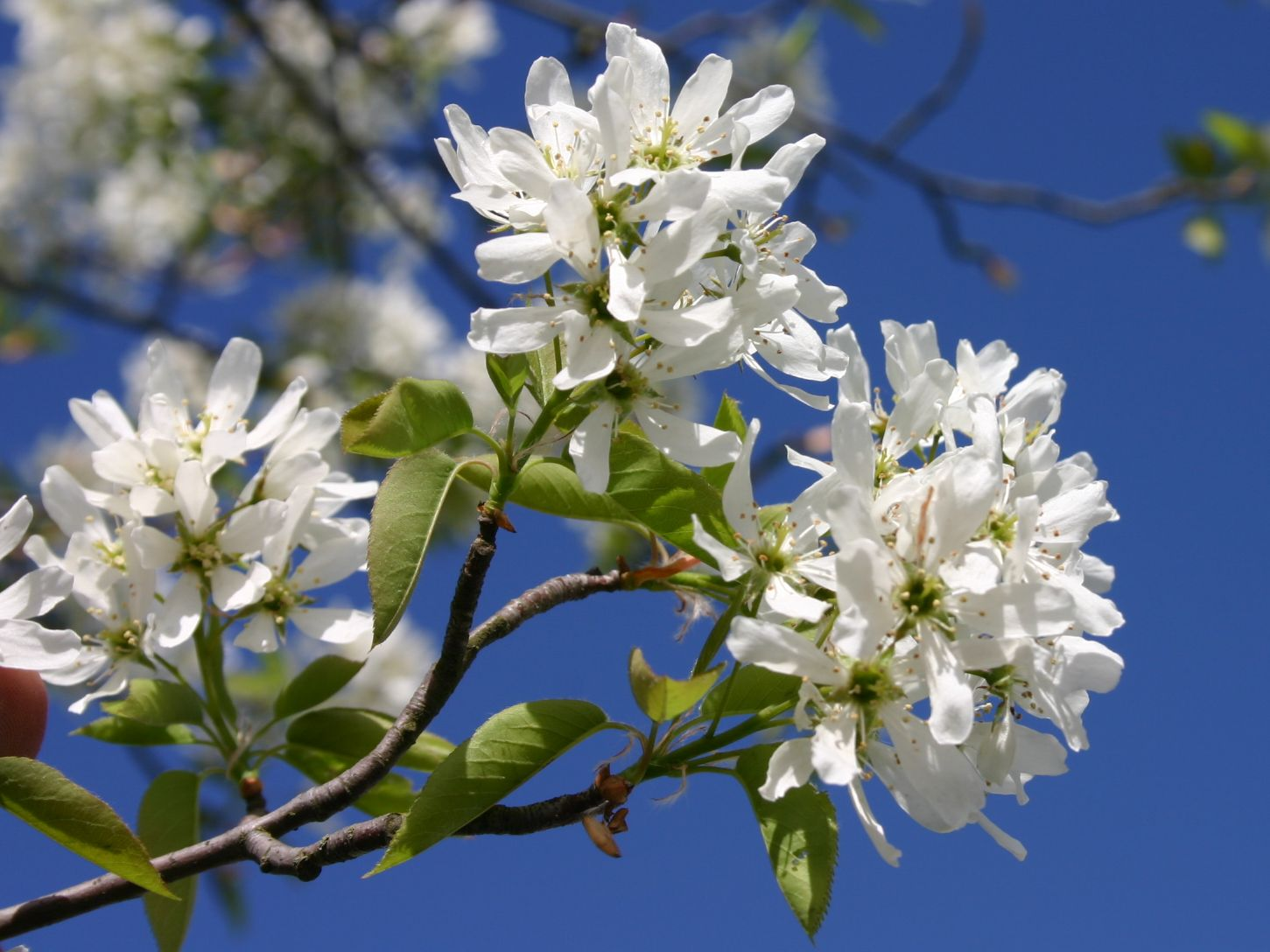 Amelanchier Laevis Single Stem - View 4 from www redcrocus com