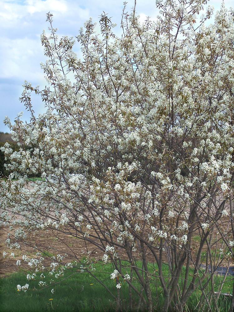 Amelanchier Laevis Single Stem - View 6 from www redcrocus com