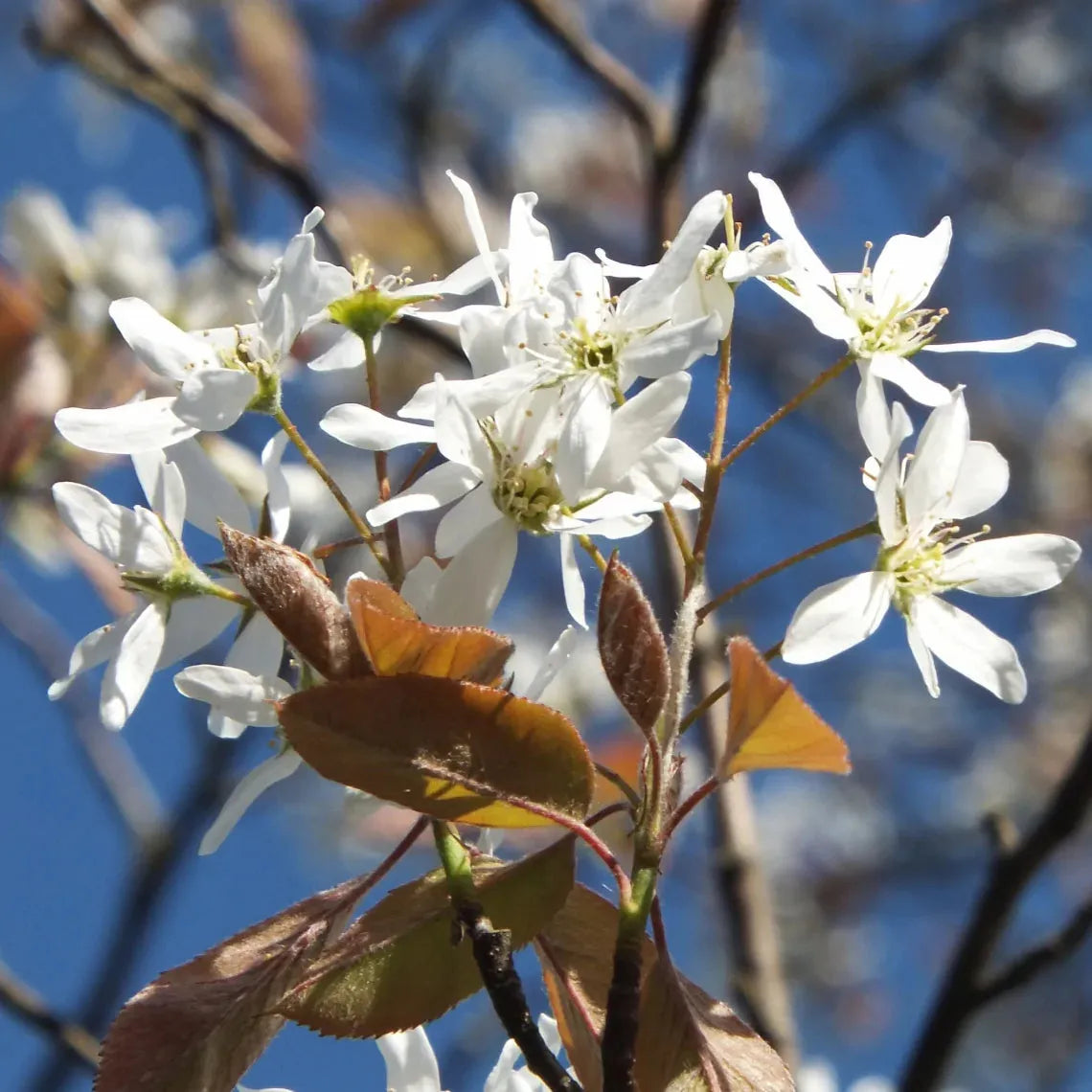 Amelanchier Laevis Single Stem - View 8 from www redcrocus com