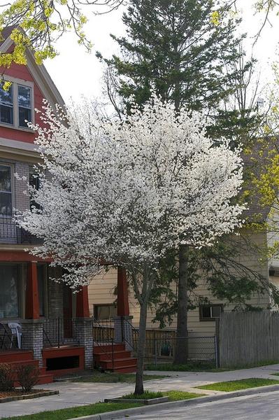 Amelanchier Laevis Single Stem - View 8 from www redcrocus com