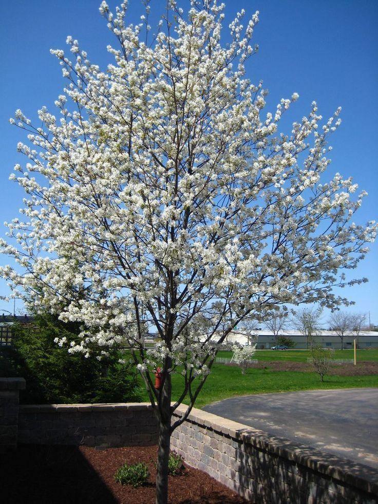 Amelanchier Laevis Single Stem - View 9 from www redcrocus com