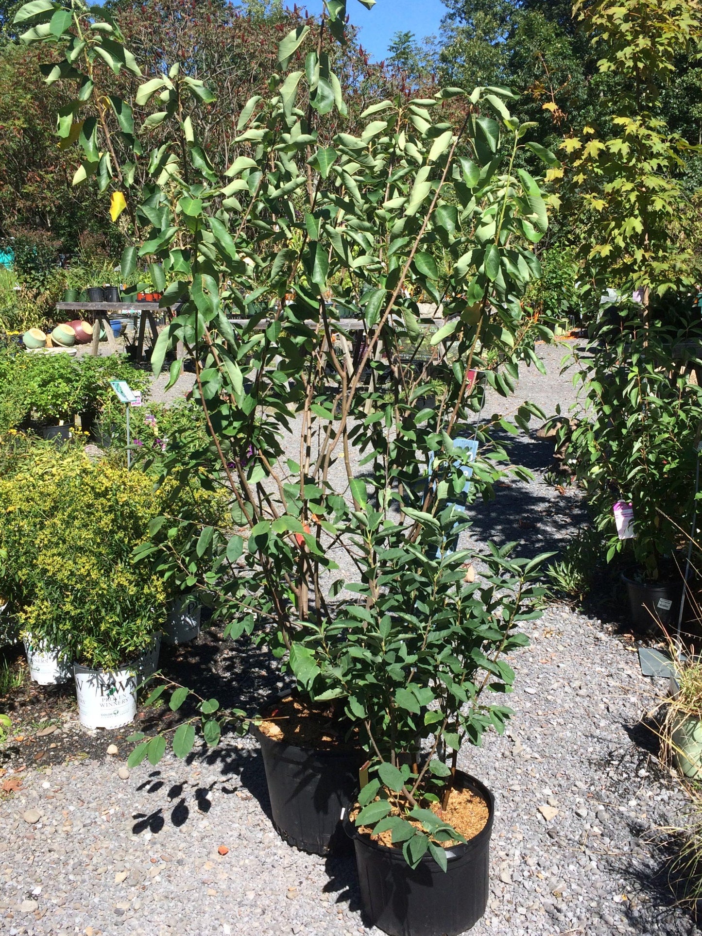 Amelanchier Laevis Multi Stem - View 11 from www redcrocus com