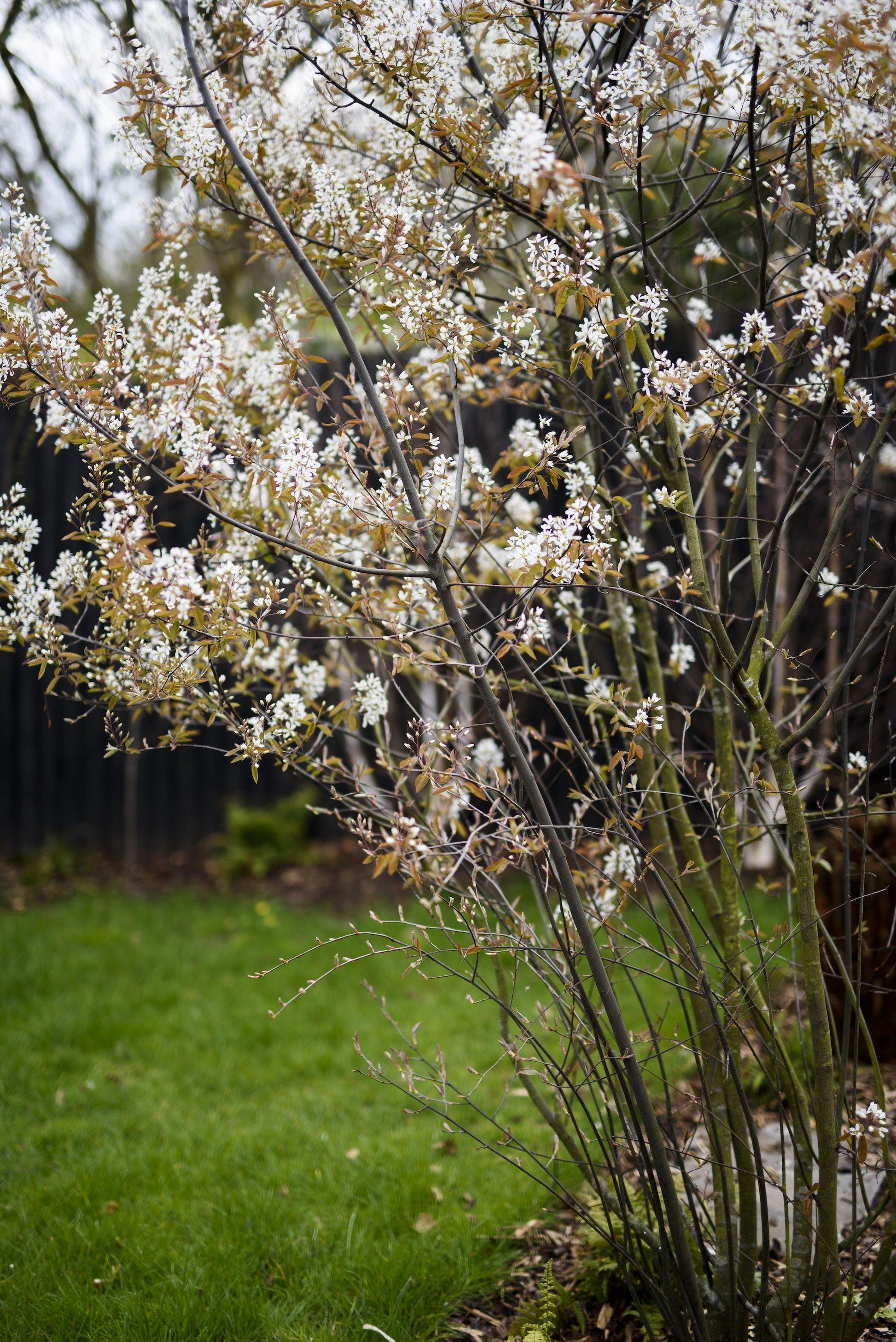 Amelanchier Laevis Multi Stem - View 12 from www redcrocus com