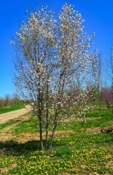 Amelanchier Laevis Multi Stem - View 13 from www redcrocus com