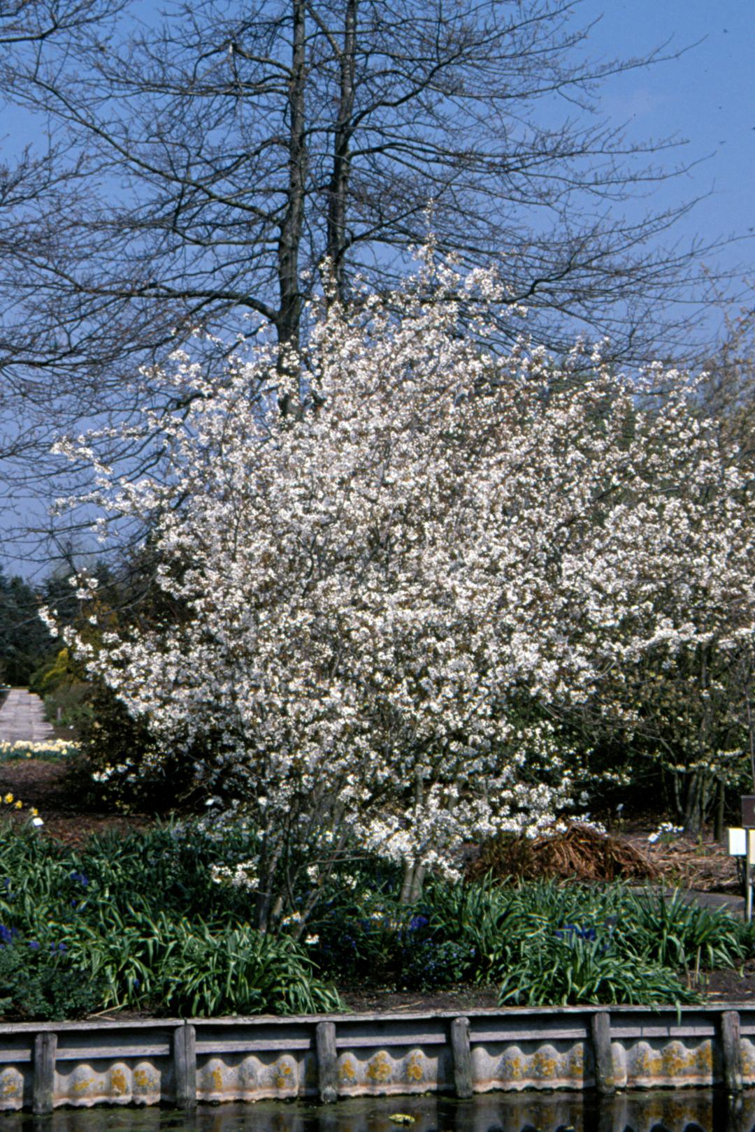 Amelanchier Laevis Multi Stem - View 15 from www redcrocus com