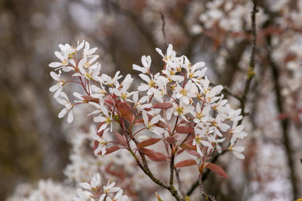 Amelanchier Laevis Multi Stem - View 16 from www redcrocus com