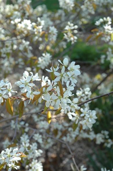Amelanchier Laevis Multi Stem - View 17 from www redcrocus com