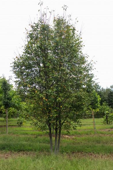 Amelanchier Laevis Multi Stem - View 18 from www redcrocus com