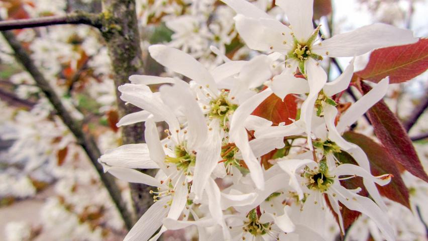 Amelanchier Laevis Multi Stem - View 19 from www redcrocus com