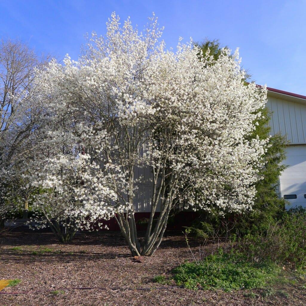 Amelanchier Laevis Multi Stem - View 1 from www redcrocus com