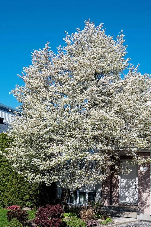 Amelanchier Laevis Multi Stem - View 20 from www redcrocus com