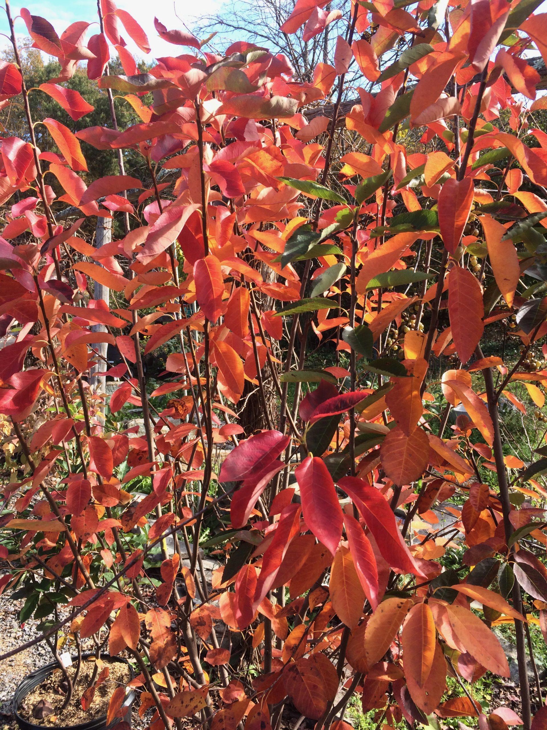 Amelanchier Laevis Multi Stem - View 2 from www redcrocus com
