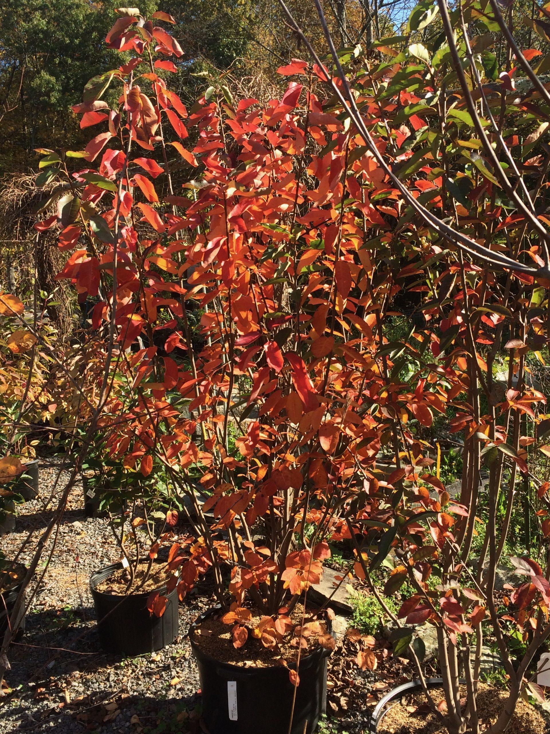 Amelanchier Laevis Multi Stem - View 3 from www redcrocus com
