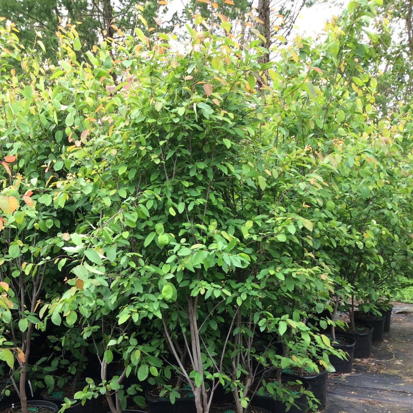 Amelanchier Laevis Multi Stem - View 4 from www redcrocus com