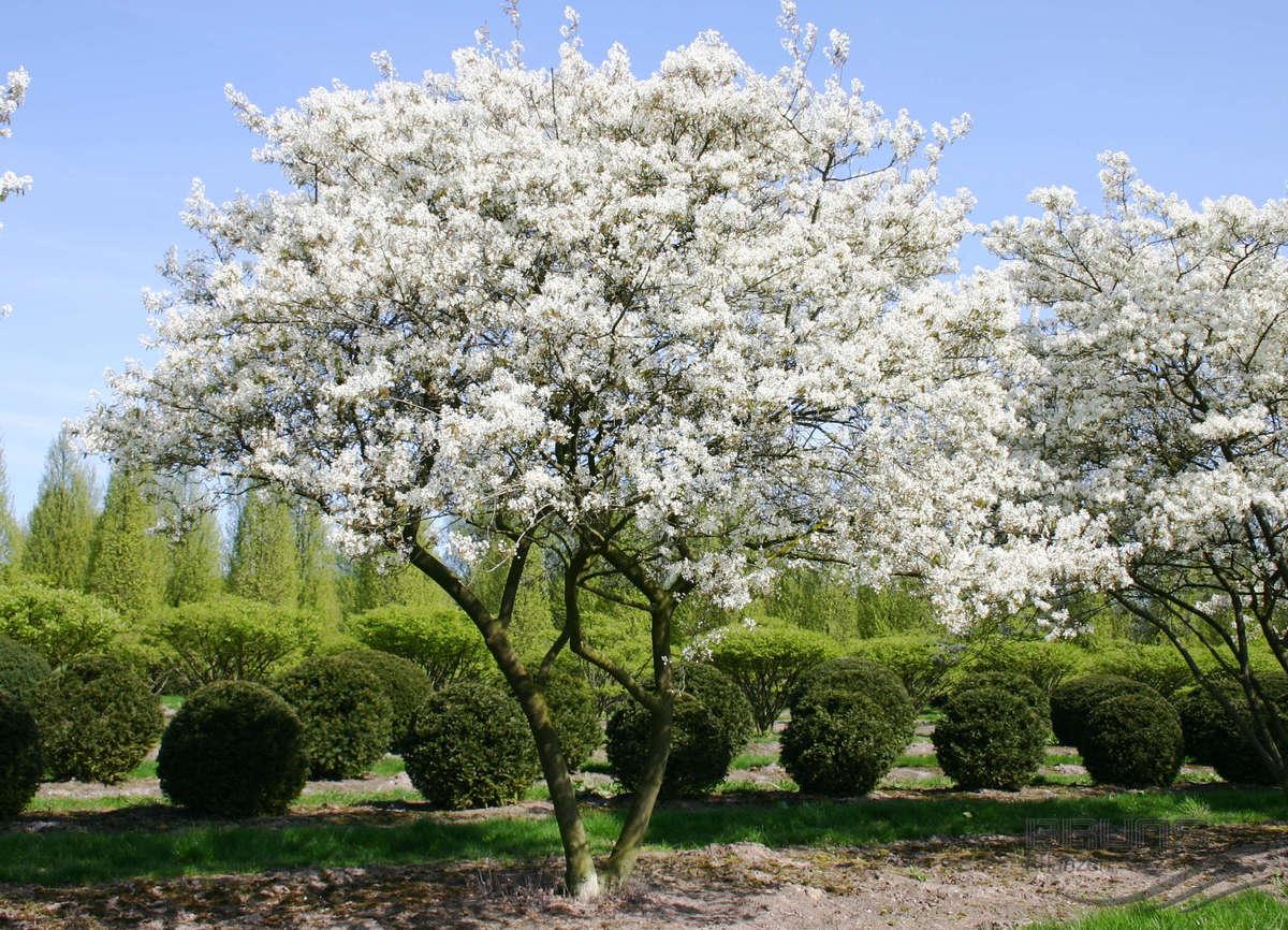 Amelanchier Laevis Multi Stem - View 5 from www redcrocus com