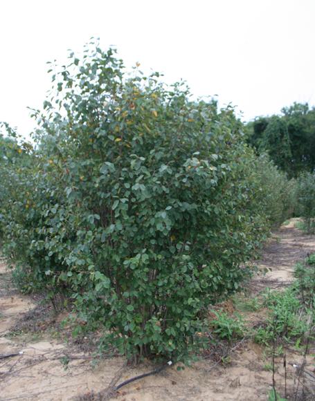 Amelanchier Laevis Multi Stem - View 6 from www redcrocus com