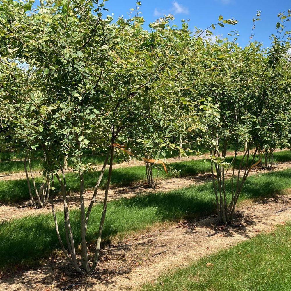 Amelanchier Laevis Multi Stem - View 8 from www redcrocus com