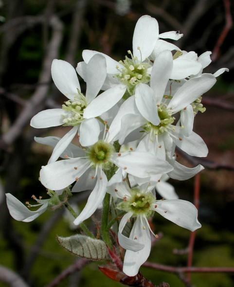Amelanchier Laevis Multi Stem - View 9 from www redcrocus com