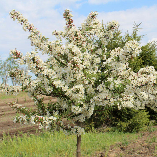 Malus Sargentii Tina - View 1 from www redcrocus com