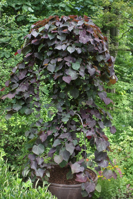 Cercis Canadensis Ruby Falls Single Stem - View 10 from www redcrocus com