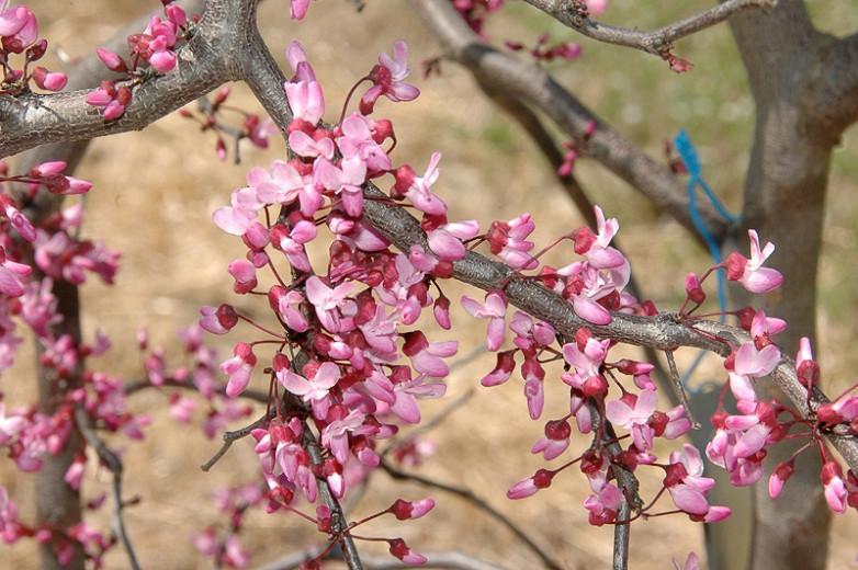 Cercis Canadensis Ruby Falls Single Stem - View 11 from www redcrocus com