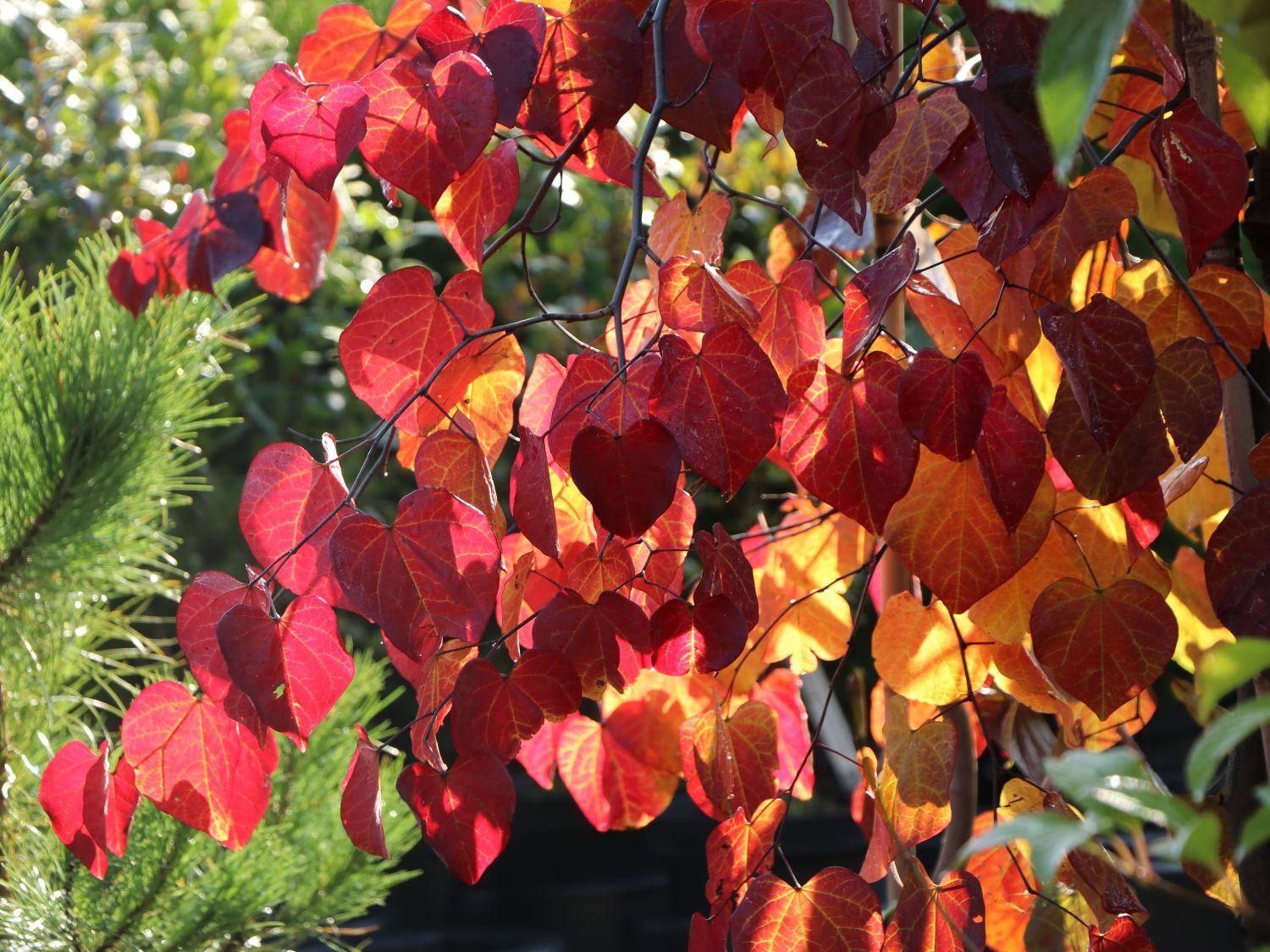 Cercis Canadensis Ruby Falls Single Stem - View 12 from www redcrocus com