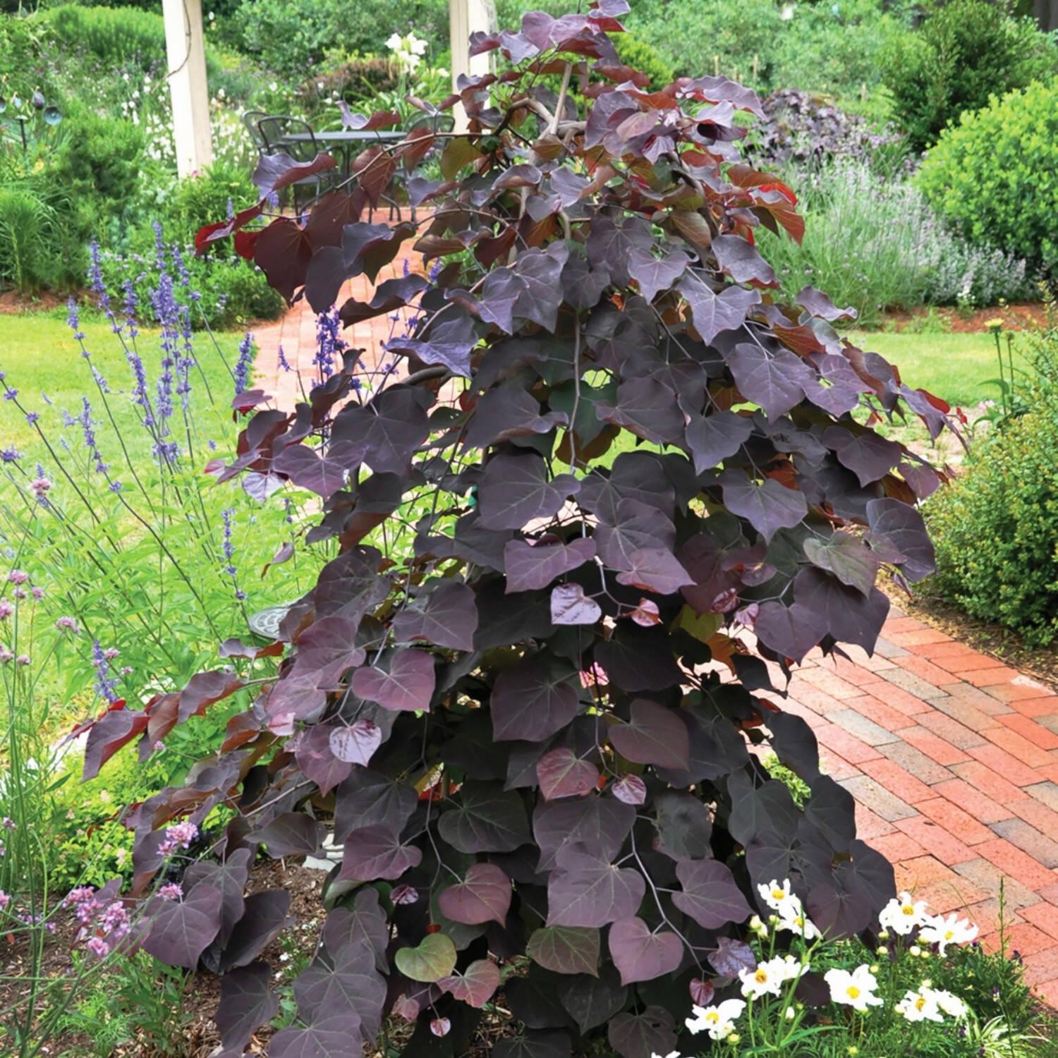 Cercis Canadensis Ruby Falls Single Stem - View 13 from www redcrocus com