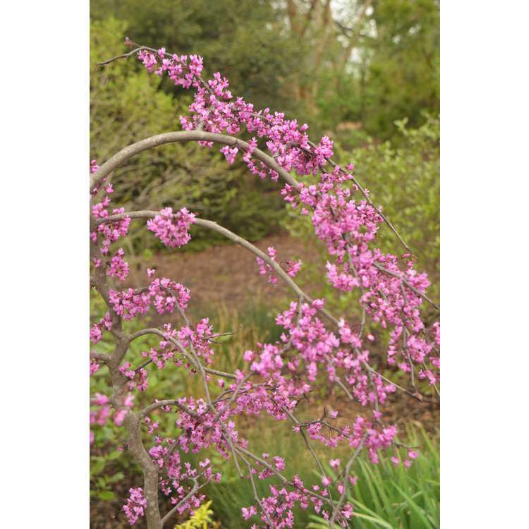 Cercis Canadensis Ruby Falls Single Stem - View 14 from www redcrocus com