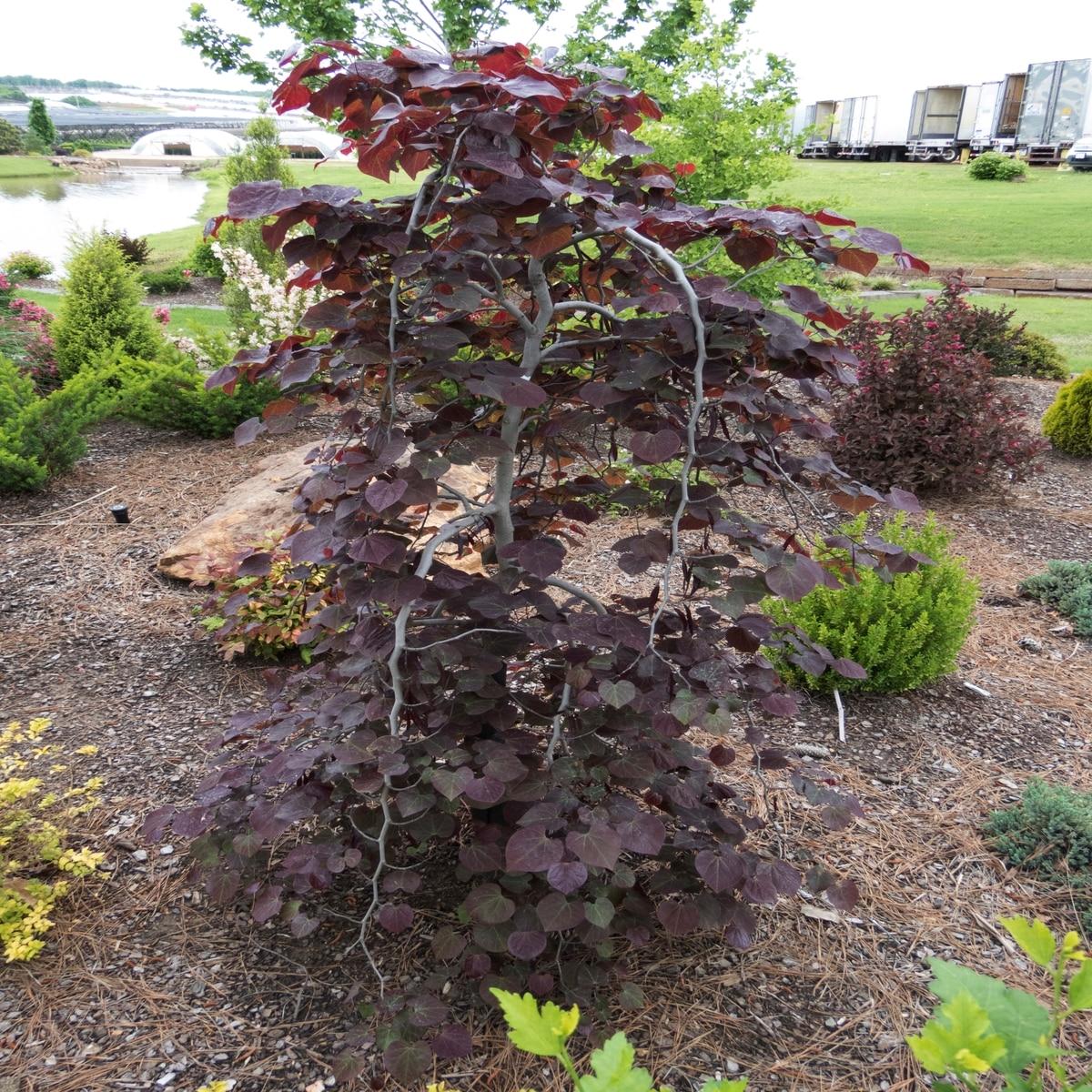 Cercis Canadensis Ruby Falls Single Stem - View 15 from www redcrocus com