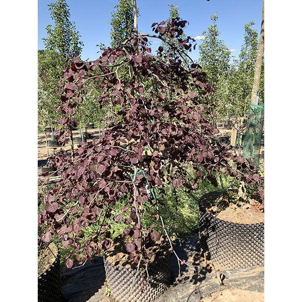 Cercis Canadensis Ruby Falls Single Stem - View 16 from www redcrocus com