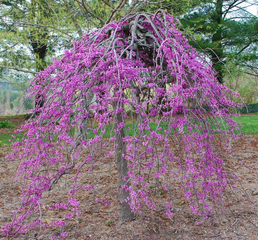 Cercis Canadensis Ruby Falls Single Stem - View 17 from www redcrocus com